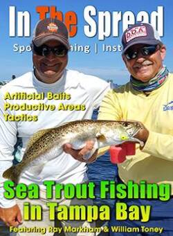 Spotted Seatrout caught Fishing Tampa Bay