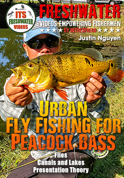 Peacock Bass - Fly Fishing Florida with Justin Nguyen