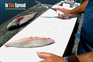 How to Fillet Redfish and Sea Trout course promo poster