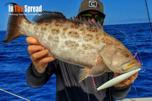 grouper caught slow pitch jigging