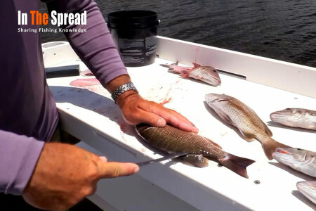 Filleting Mangrove Snapper William Toney