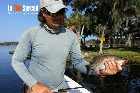 Mangrove Snapper Fishing