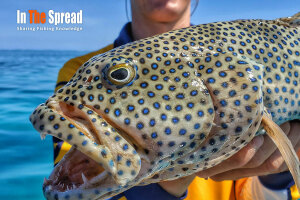 Reef Fishing Coral Trout