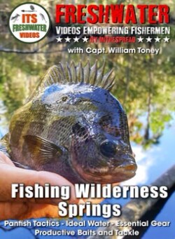 Panfish bluegill caught in a Florida spring by William Toney