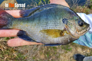 How to Fish Bluegill in Quarries