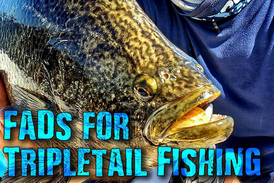 Triple Tail Fish Time is Here - Captain William Toney
