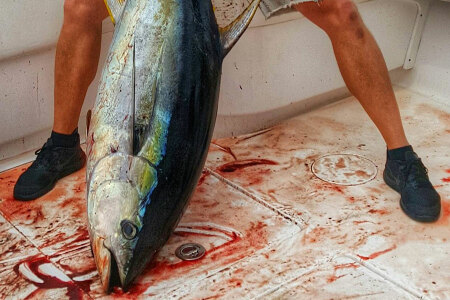 How to Catch Yellowfin Tuna - Fishing Videos