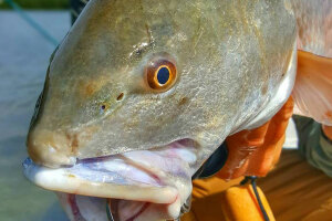 How to Catch Redfish 