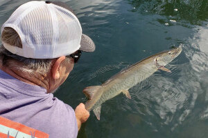 Collins River Muskie - Fishing the Spawn