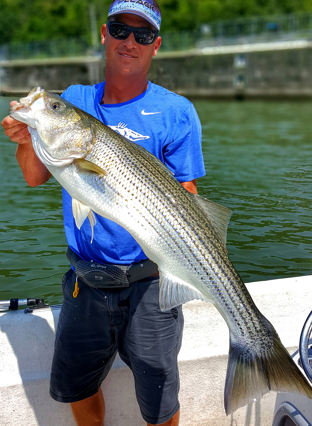 Striped Bass In The Spread
