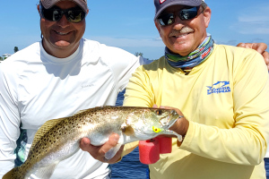 Spotted Sea Trout Fishing Tampa Bay