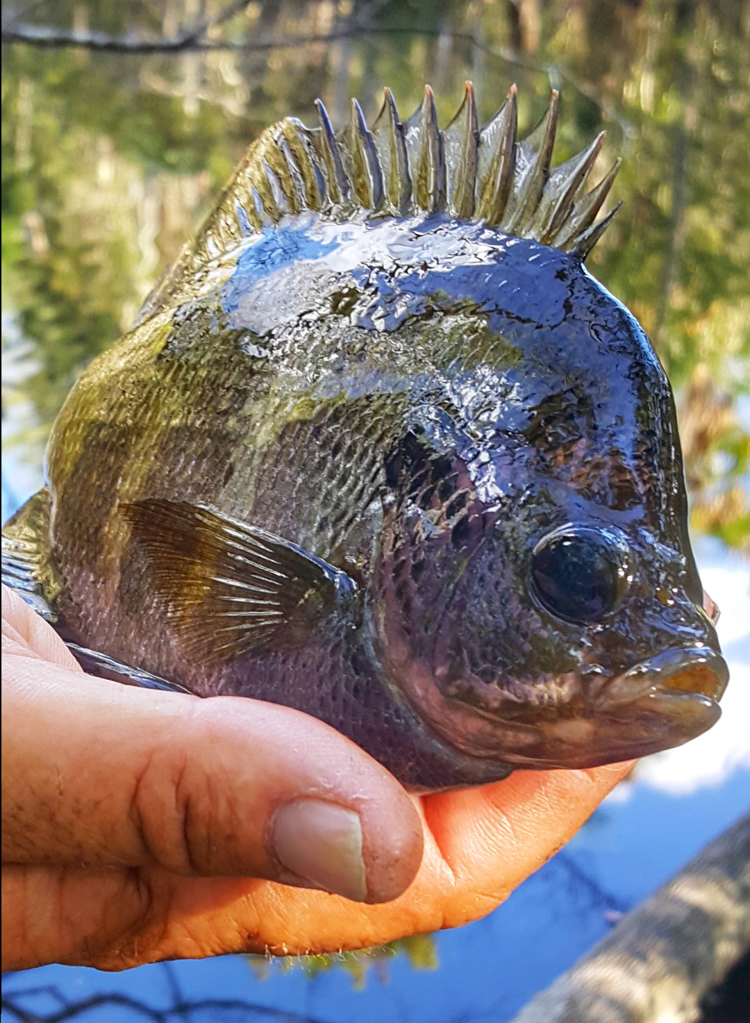 Panhead Fish Panfish Fishing Videos & Courses | In The Spread