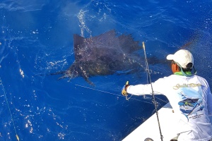 Sailfish being leadered after being caught Dredge Fishing