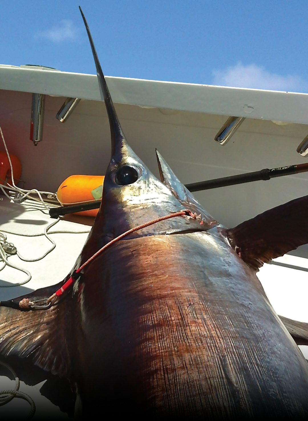Swordfishing Tactics for Bigger Fish with RJ Boyle In The Spread