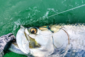Site Casting to Tarpon fishing course promotional poster
