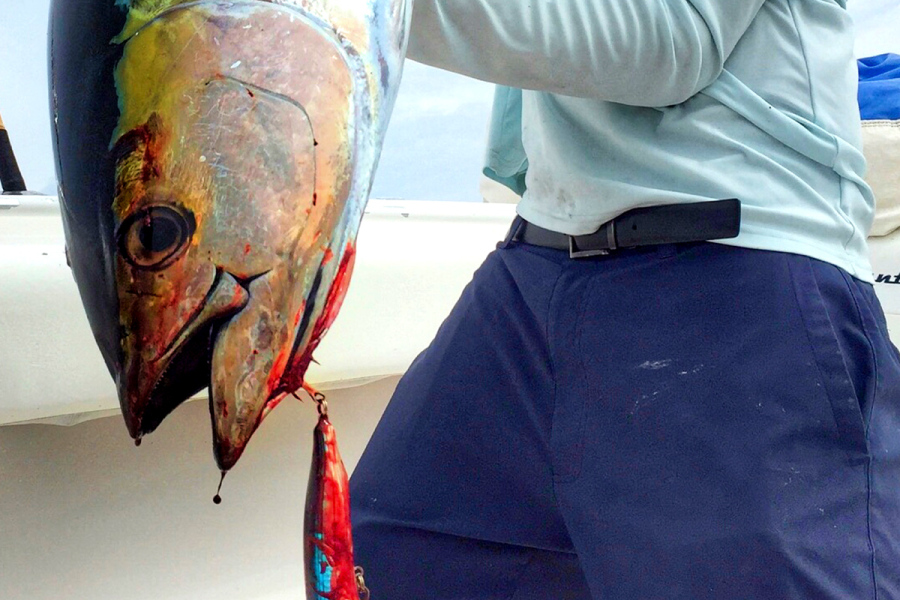 Tuna Fishing - Topwater Lures for Bluefin