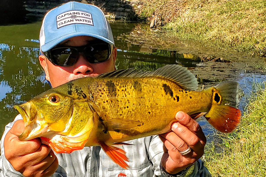 Urban Fishing Florida Peacock Bass with Justin Nguyen   