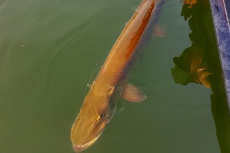 big musky being released by Cory Allen