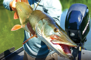 Collins River Musky Fishing on Fly