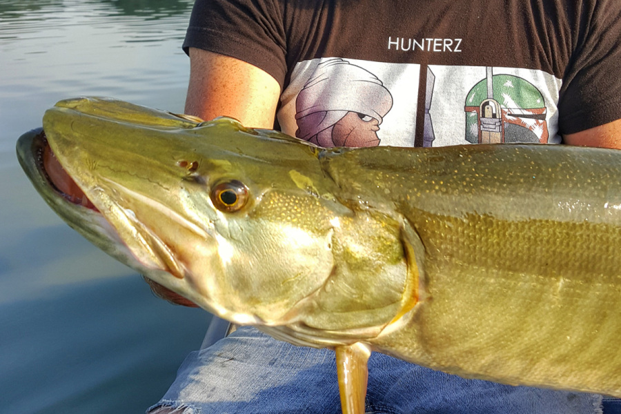 Echo Musky with The Northern Angler 