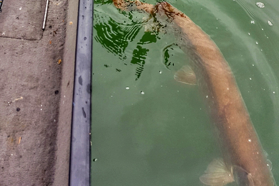 Winter Muskie Fishing Techniques with Cory Allen