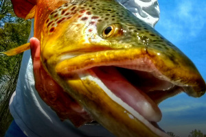 How to Fish for Trout with Chad Bryson