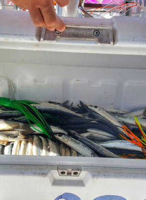 Ballyhoo Fish – Bait Rigging Insights