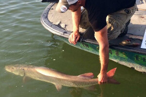 Musky Fishing Techniques - Cory Allen on the Figure 8