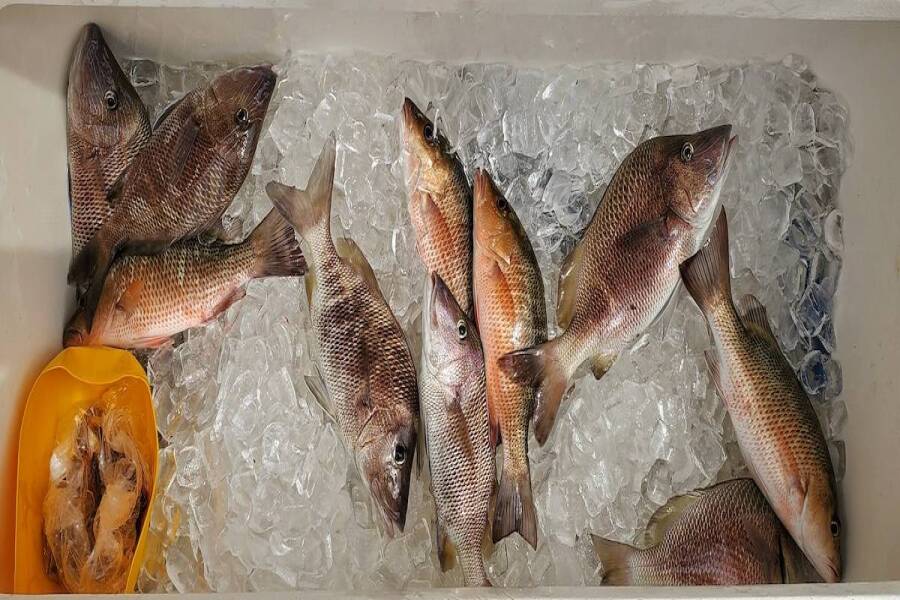 Mangrove Snapper on ice caught inshore near Homosassa Florida