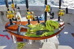 Ballyhoo - THE Bait for Offshore Fishing