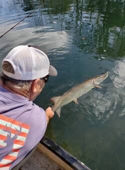 Collins River Muskie - Fishing the Spawn