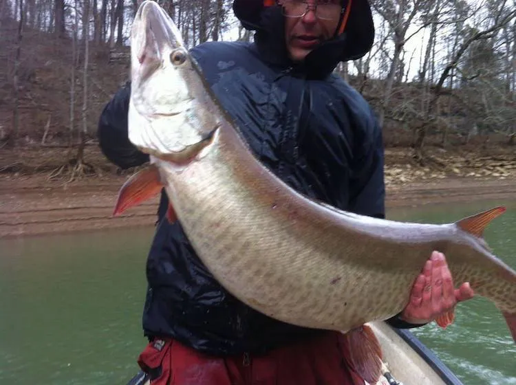 Fall Muskie Behavior: When & Where They Feed Most | In The Spread