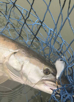 Musky Lures - Bottom Contact is Key