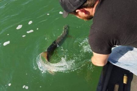 Cory Allen releases a big muskie fishing in the winter