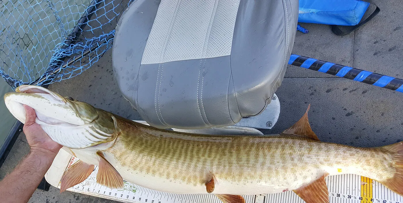 big musky being measured by Cory Allen