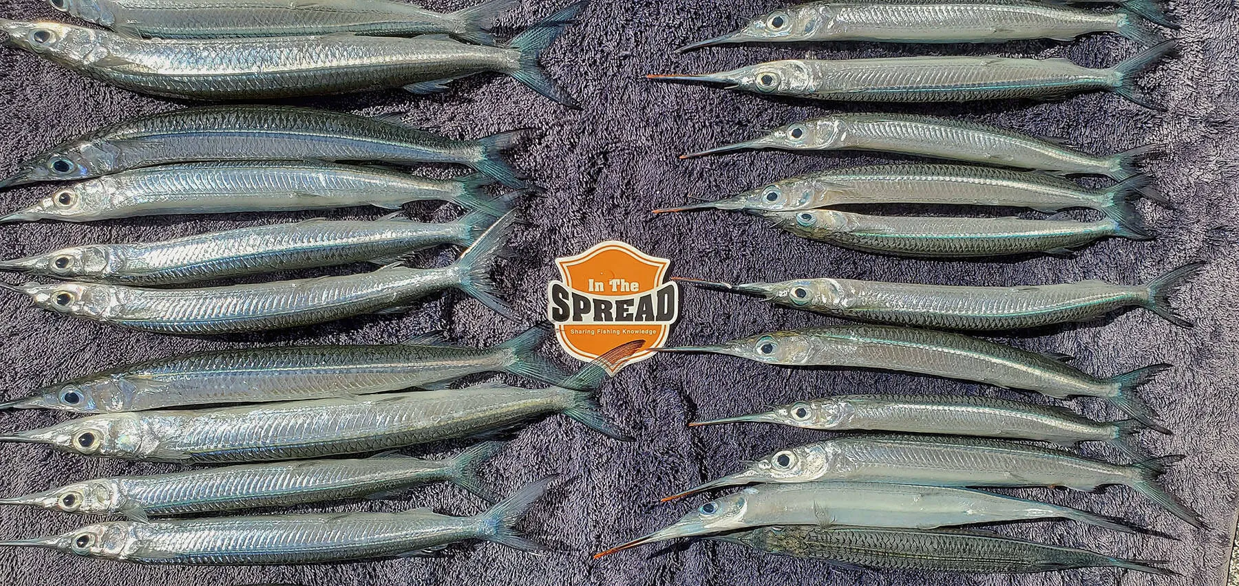 Ballyhoo Fish Bait Rigging Insights In The Spread