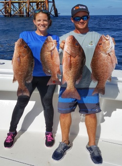 mangrove snapper caught offshore in Louisiana