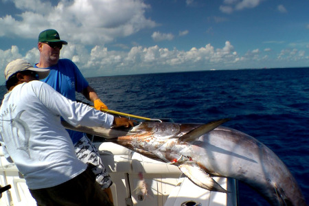 Daytime swordfish caught deep dropping being brought aboard boat off Cozumel