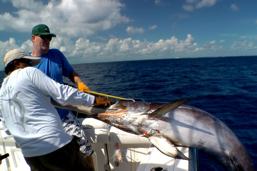 Daytime swordfish caught deep dropping being brought aboard boat off Cozumel