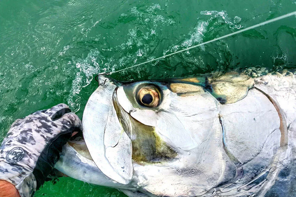 Inshore Fishing: Gulf of Mexico Hotspots | In The Spread