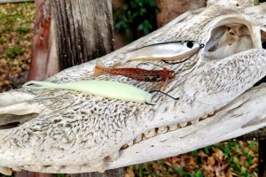 DOA lures for speckled trout laying on top of a gator skull