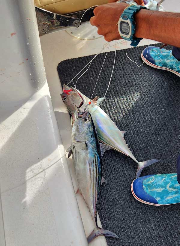 Baits And Tackle For Giant Roosterfish With Mike Hennessy 