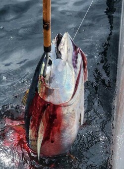 porpoise schools in Costa Rica following yellowfin tuna