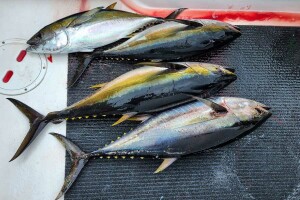 Bait Rigs for Yellowfin Tuna Fishing course promo poster
