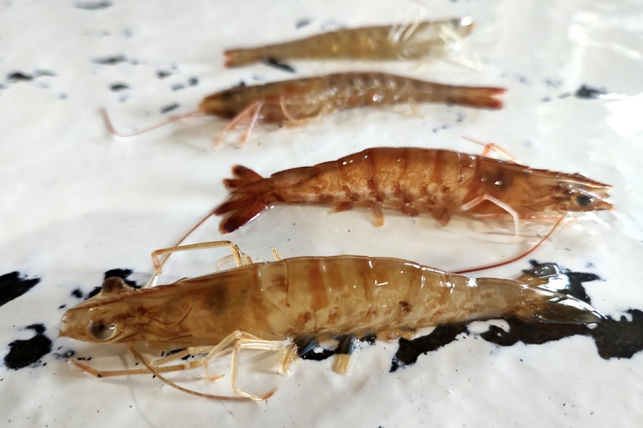 the black spot in the head of the shrimp is their brain