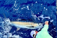 mate holding the bill of a blue marlin caught fishing costa rica offshore