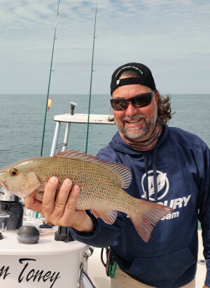 mangrove snapper size limits