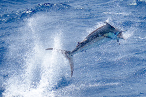 Blue Marlin Fishing Teasers and Baits course promo poster