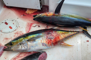 yellowfin tuna caught fishing spotted dolphin schools in southern Costa Rica with Mike Hennessy