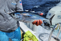 rigged bonito used for roosterfish bait in Costa Rica